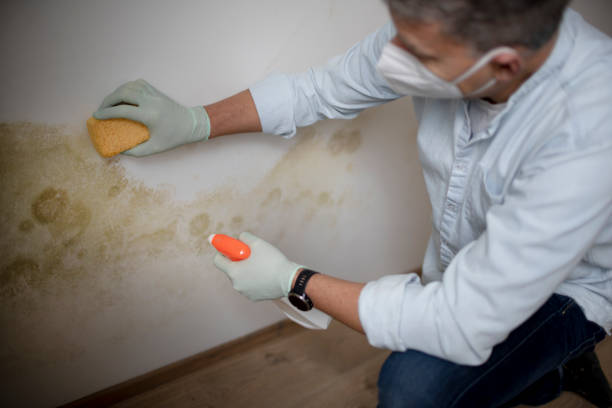 Professional Mold Removal in Lake In The Hills, IL