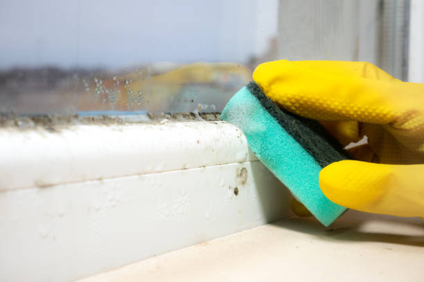 Best Local Mold Removal Service  in Lake In The Hls, IL