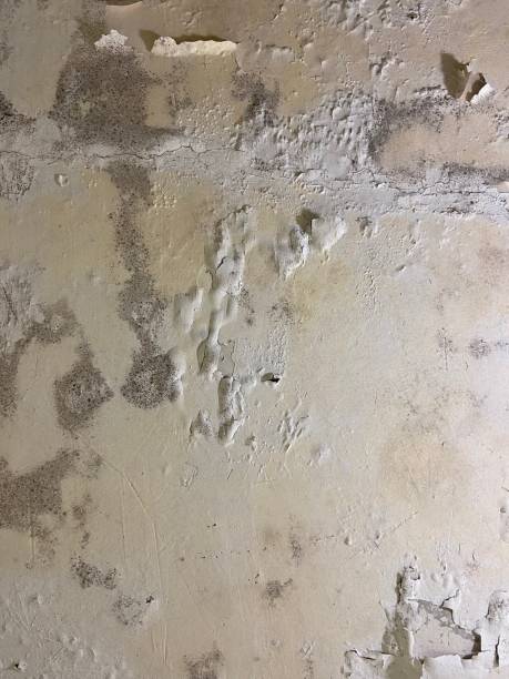 Best Best Mold Removal Companies  in Lake In The Hls, IL