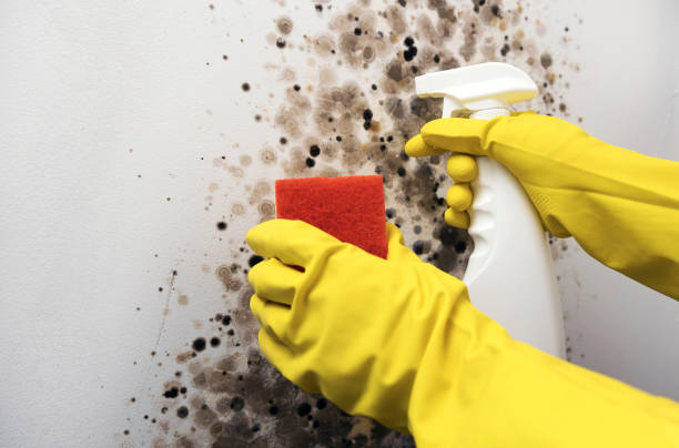 Best Residential Mold Removal  in Lake In The Hls, IL