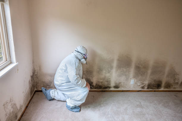 Best Attic Mold Removal  in Lake In The Hls, IL