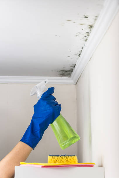 Best Mold Cleaning Services  in Lake In The Hls, IL