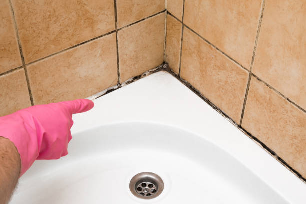 Best Crawl Space Mold Removal  in Lake In The Hls, IL